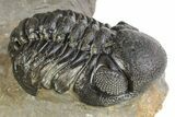Pair Of Well Preserved Austerops Trilobite - Ofaten, Morocco #224985-9